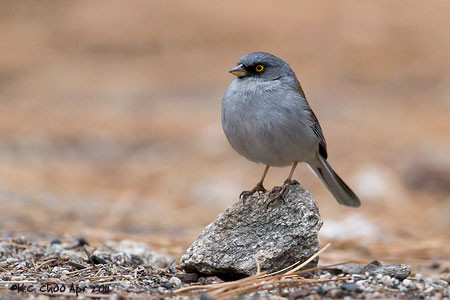 Yellow-eyed Junco