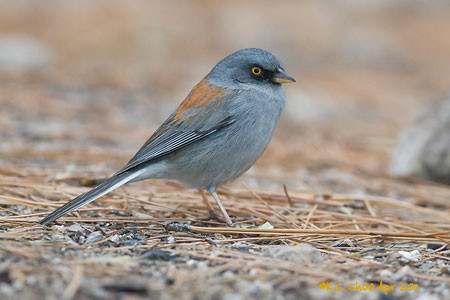 Yellow-eyed Junco