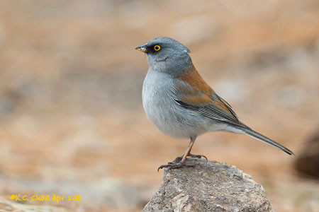Yellow-eyed Junco