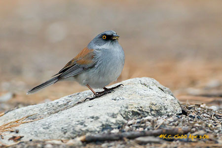 Yellow-eyed Junco