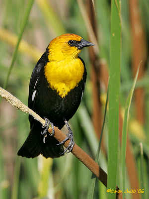 Yellow-headed Blackbird