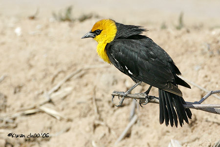 Yellow-headed Blackbird