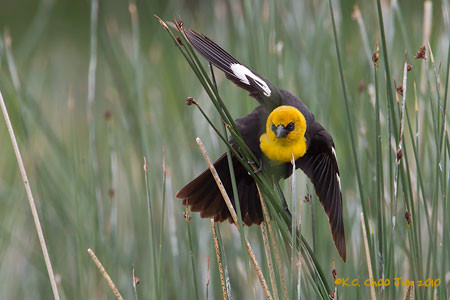Yellow-headed Blackbird