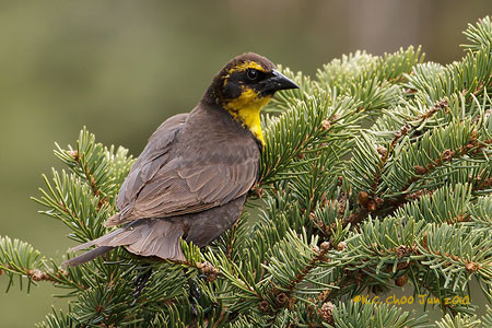 Yellow-headed Blackbird