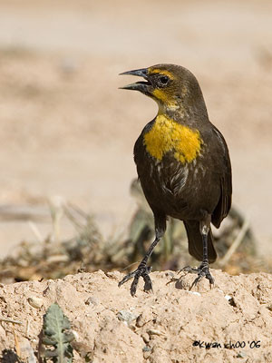 Yellow-headed Blackbird