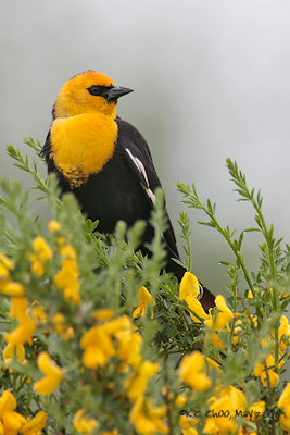 Yellow-headed Blackbird