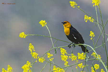 Yellow-headed Blackbird