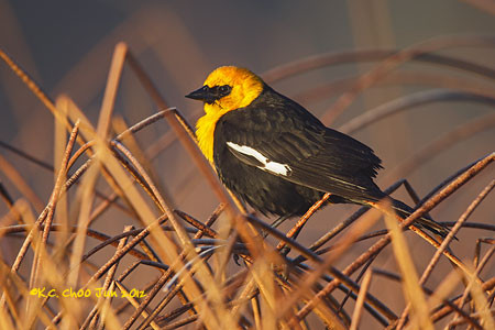 Yellow-headed Blackbird