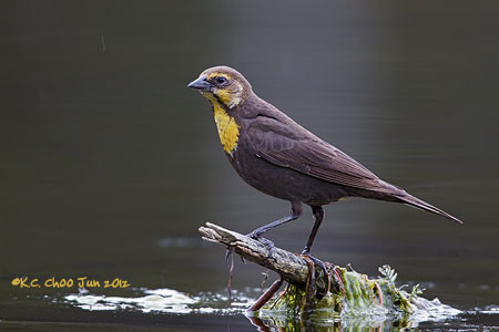 Yellow-headed Blackbird