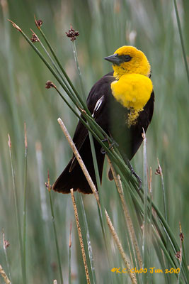 Yellow-headed Blackbird