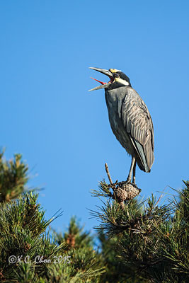 Yellow-crowned Night Heron