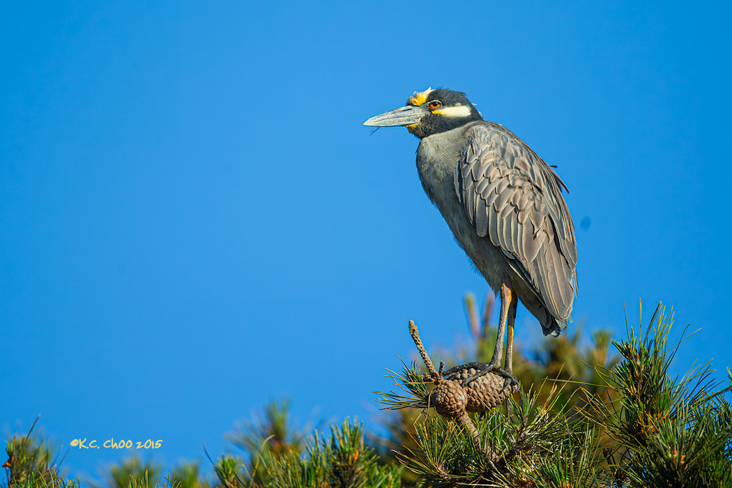 Yellow-crowned Night Heron