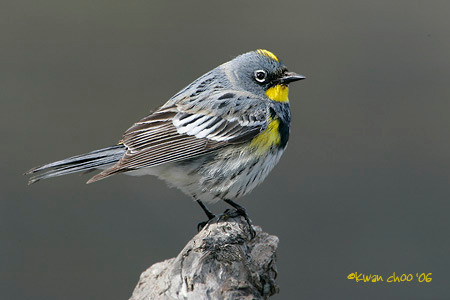 Yellow-rumped Warbler