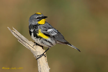 Yellow-rumped Warbler