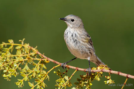 Yellow-rumped Warbler