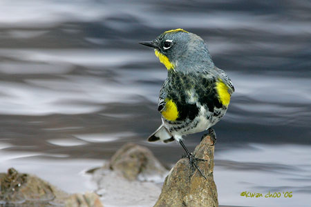 Yellow-rumped Warbler
