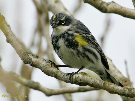 Yellow-rumped Warbler
