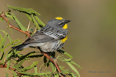 Yellow-rumped Warbler