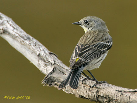 Yellow-rumped Warbler