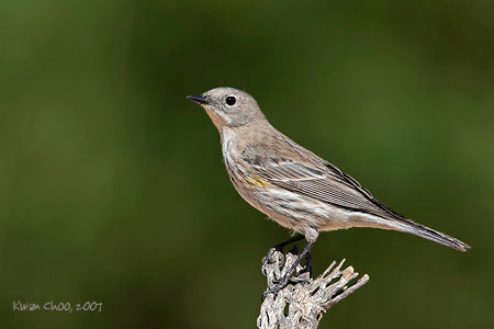 Yellow-rumped Warbler