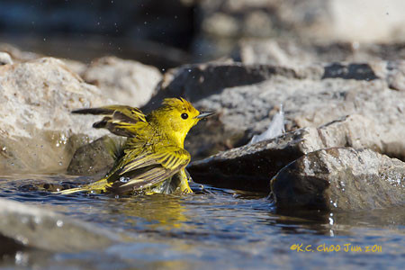 Yellow Warbler