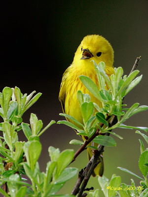 Yellow Warbler