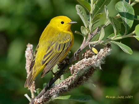 Yellow Warbler