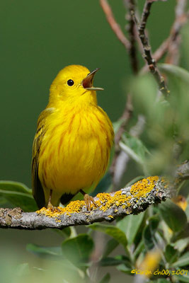 Yellow Warbler