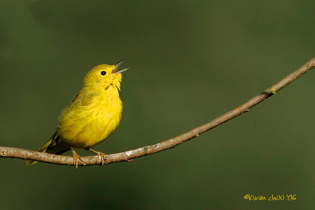 Yellow Warbler