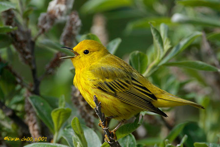 Yellow Warbler