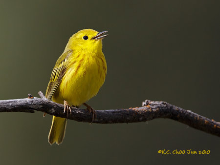 Yellow Warbler