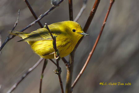 Yellow Warbler