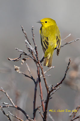 Yellow Warbler
