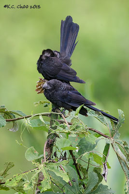 Smooth-billed Ani