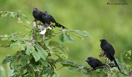 Smooth-billed Ani