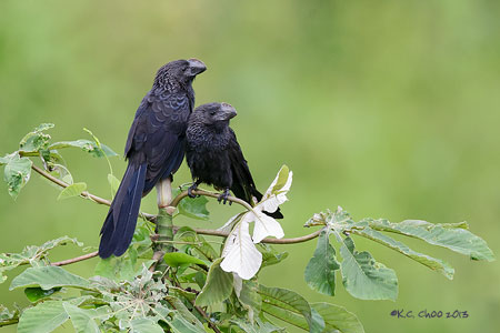 Smooth-billed Ani