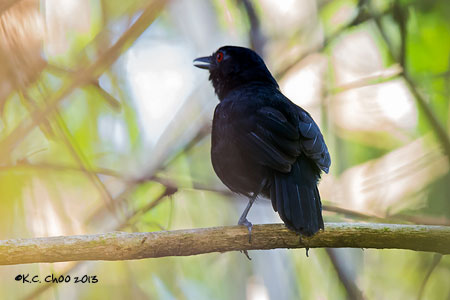 Goeldi's Antbird