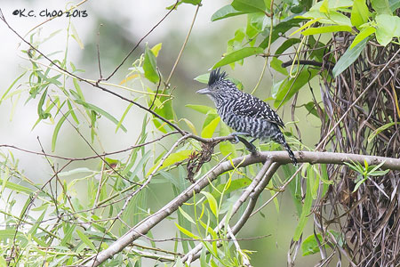 Barred Antshrike