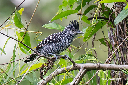 Barred Antshrike