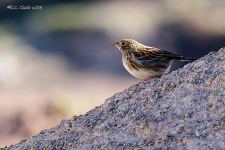 Band-tailed Sierra Finch