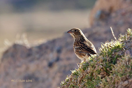 Band-tailed Sierra Finch
