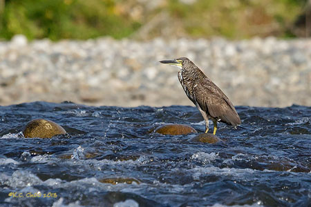 Bare-throated Tiger Heron