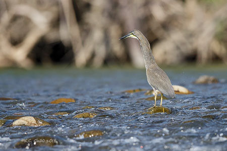 Bare-throated Tiger Heron