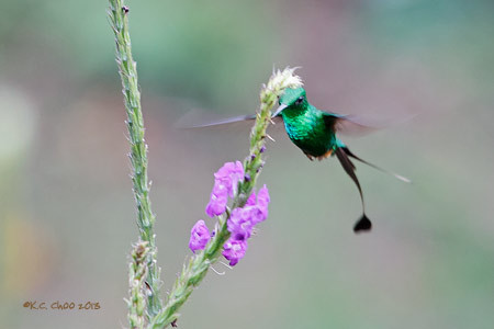 Booted Racket-tail