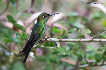 Violet-fronted Brilliant