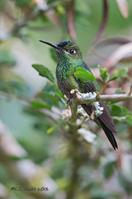 Violet-fronted Brilliant