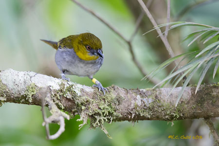 Yellow-throated Bush Tanager