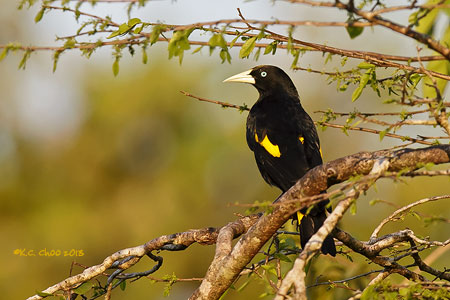 Yellow-rumped Cacique