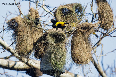 Yellow-rumped Cacique