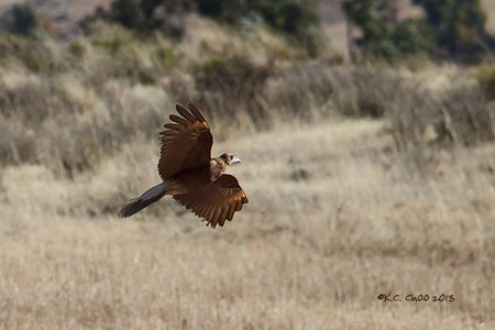 Mountain Caracara